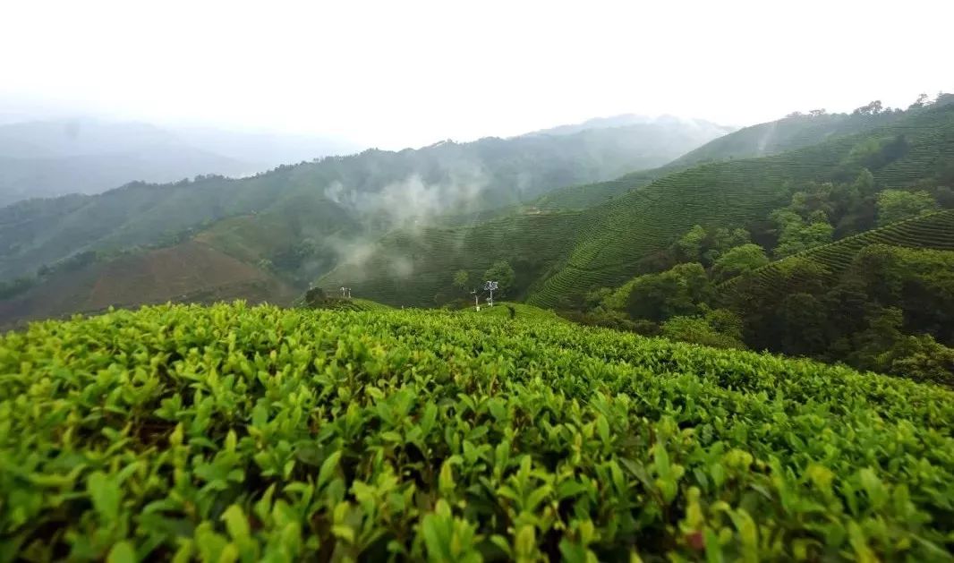 昭平縣上榜2018中國茶業(yè)百強(qiáng)縣_品牌