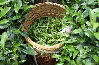 晨暉茶業(yè)加盟_晨暉茶業(yè),詳細(xì)步驟助你速致富!