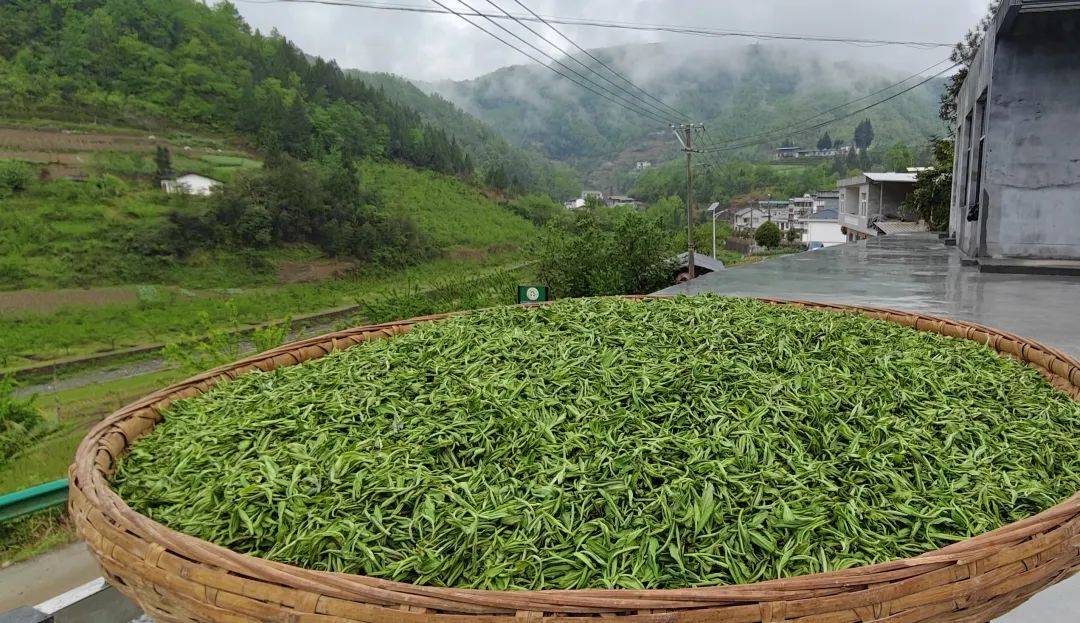 紫陽(yáng)入選&ldquo;2025 胡潤(rùn)中國(guó)茶業(yè)百?gòu)?qiáng)縣&rdquo;