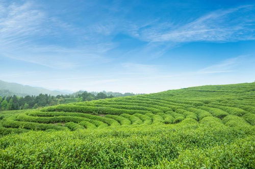 八馬茶業以茶助農 助力貴州茶產業發展