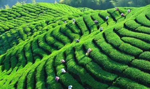 中國(guó)茶業(yè)百?gòu)?qiáng)企業(yè)盤(pán)點(diǎn) 浙江華茗園位列探花，四川文君茶業(yè)展露鋒芒